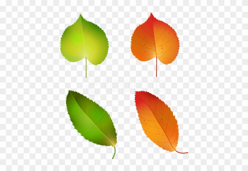 Download Autumn Leaves Set Clipart Png Photo - Illustration #1709737