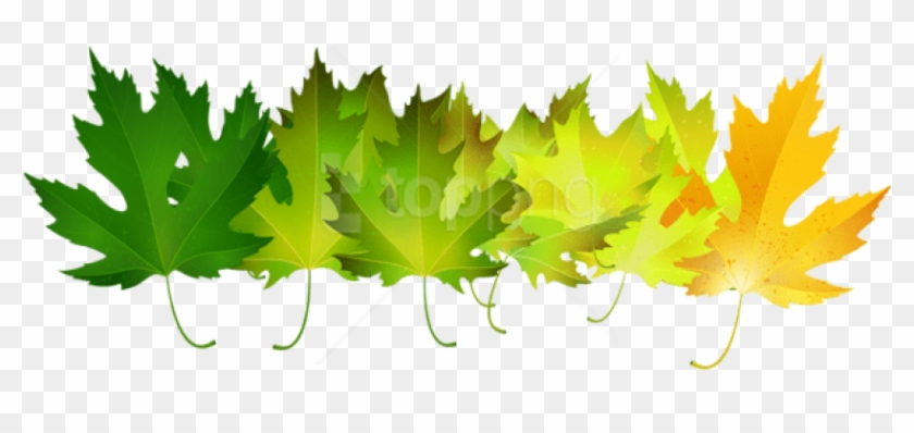 Free Png Download Green Autumn Leaves Transparent Clipart - Green Fall Leaves Png #1709738