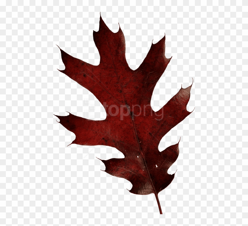 Free Png Download Autumn Leaves Clipart Png Photo Png - Oak Leaf Transparent Png #1709744