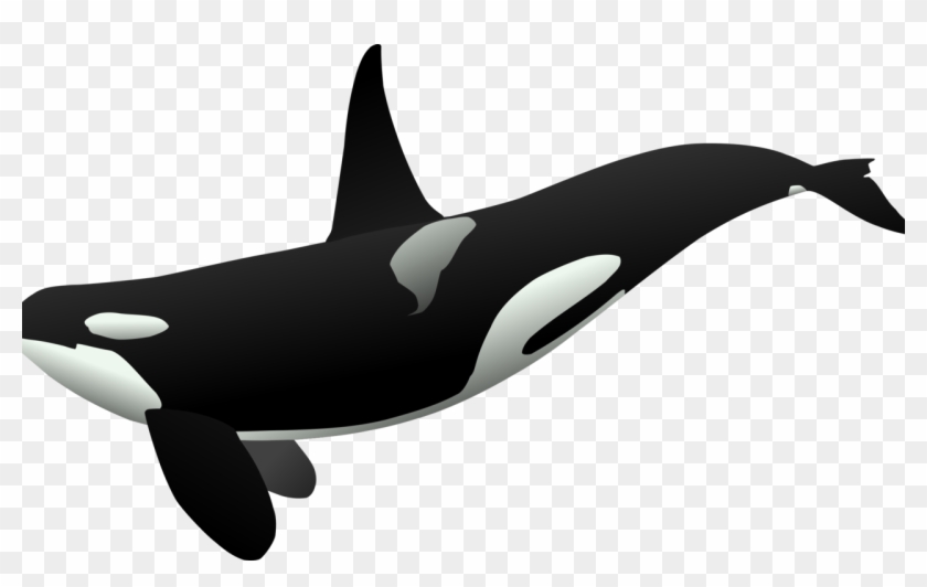 Frightening Shamu Clipart Cartoon Free Download Clip - Orca Clipart #1709844