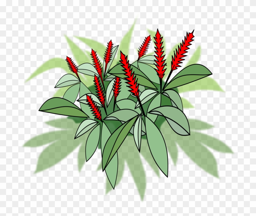 750 X 750 2 - Ginger Plant Clip Art #1709864