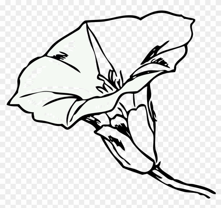 Bindweed Black White Line Art 999px 116 - Bindweed Clipart #1709885