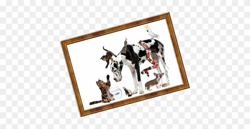 Picture Frame #1709909