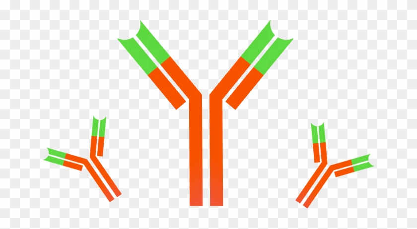 Clip Art Trellis Technology All Of - Antibody Clipart #1710699