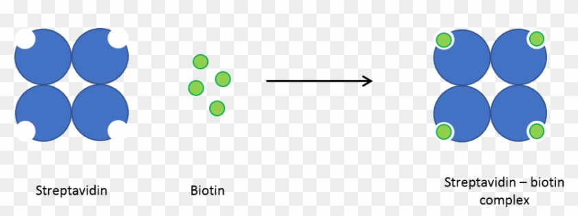 Streptavidin Biotin Interacts Becoming Biotinylated - Streptavidin Biotin Binding #1710718