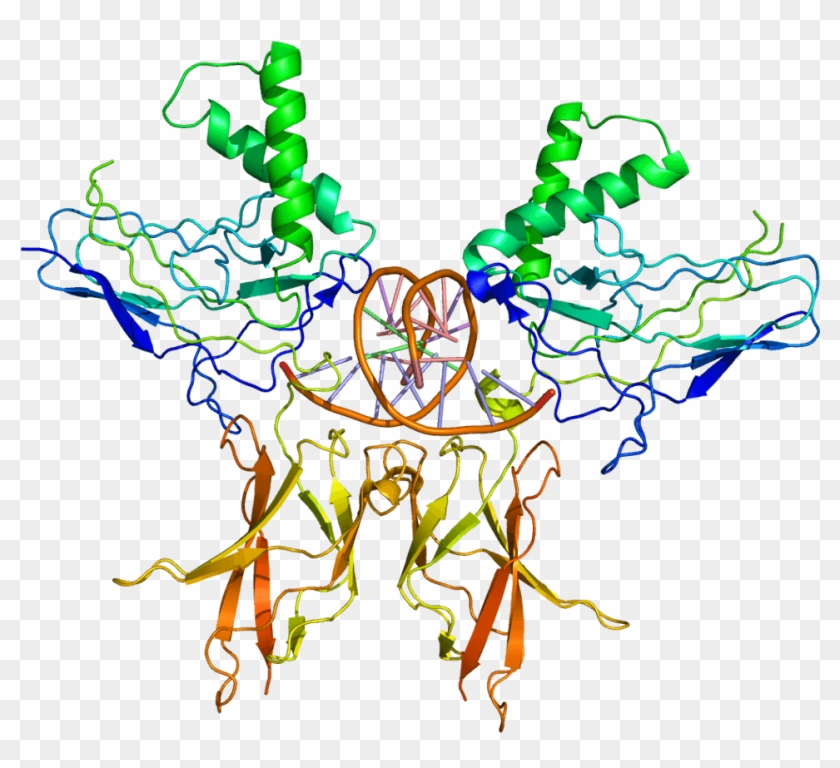 Nf Kb Protein Structure #1710719