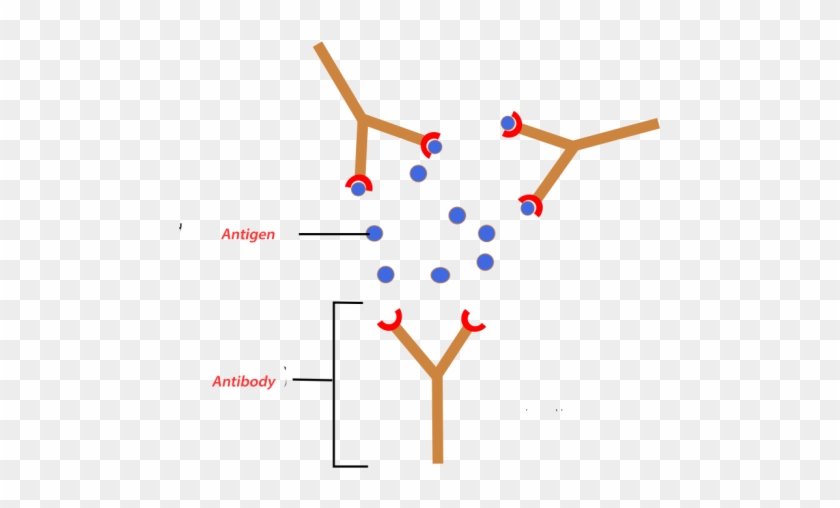 Antibody Antigen , Png Download - Antigene Anticorpo #1710740