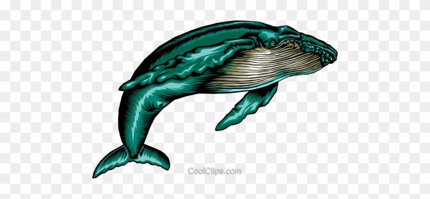 Humpback Whale - Baleia Jubarte Png #1710996