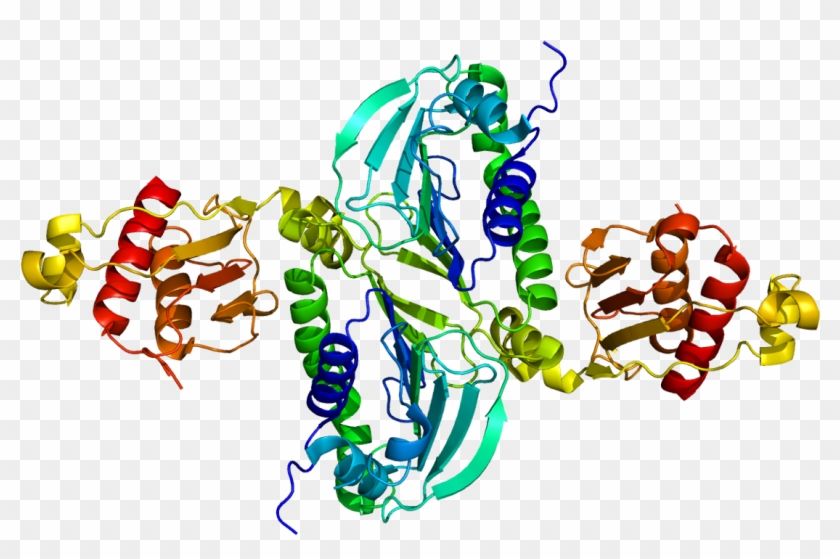 Pms2 - Mlh1 Protein #1711115