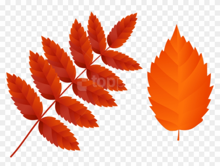 Free Png Download Two Dark Orange Fall Leaves Clipart - Hanfblatt #1711484