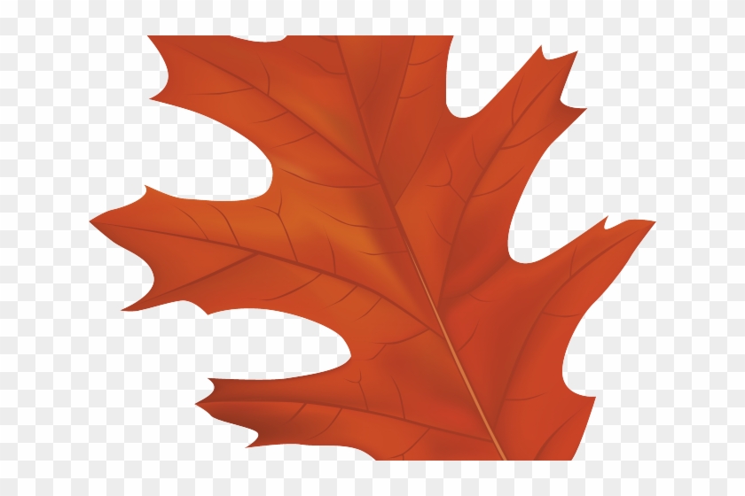 Autumn Leaves Clipart Tree - Red Oak Tree Leaf Clipart #1711656