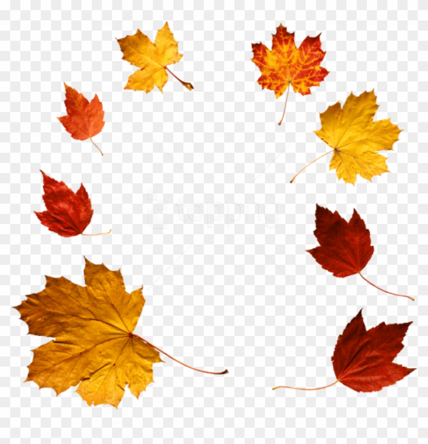 Free Png Download Autumn Leaves Clipart Png Photo Png - Leaves Png File #1712468