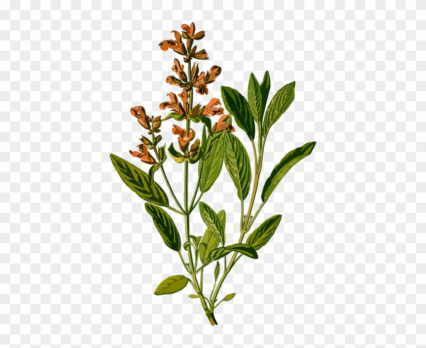 Branch, Common, Evergreen, Garden, Herb, Herbal - Salvia Officinalis Botanical #1713399
