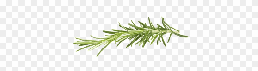 Rosemary Transparent Stickpng Png Transparent Background - Rosemary Png #1713430