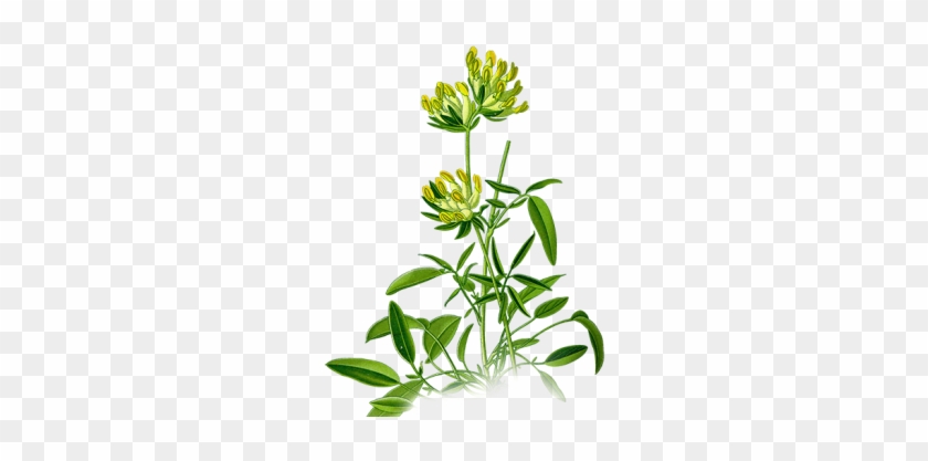Part Of Herb - Anthyllis Png #1713437