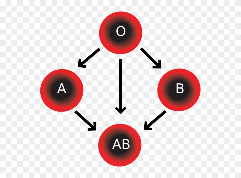 File - Blood Compatibility - Svg - Leone Lattes Blood Types #1713833