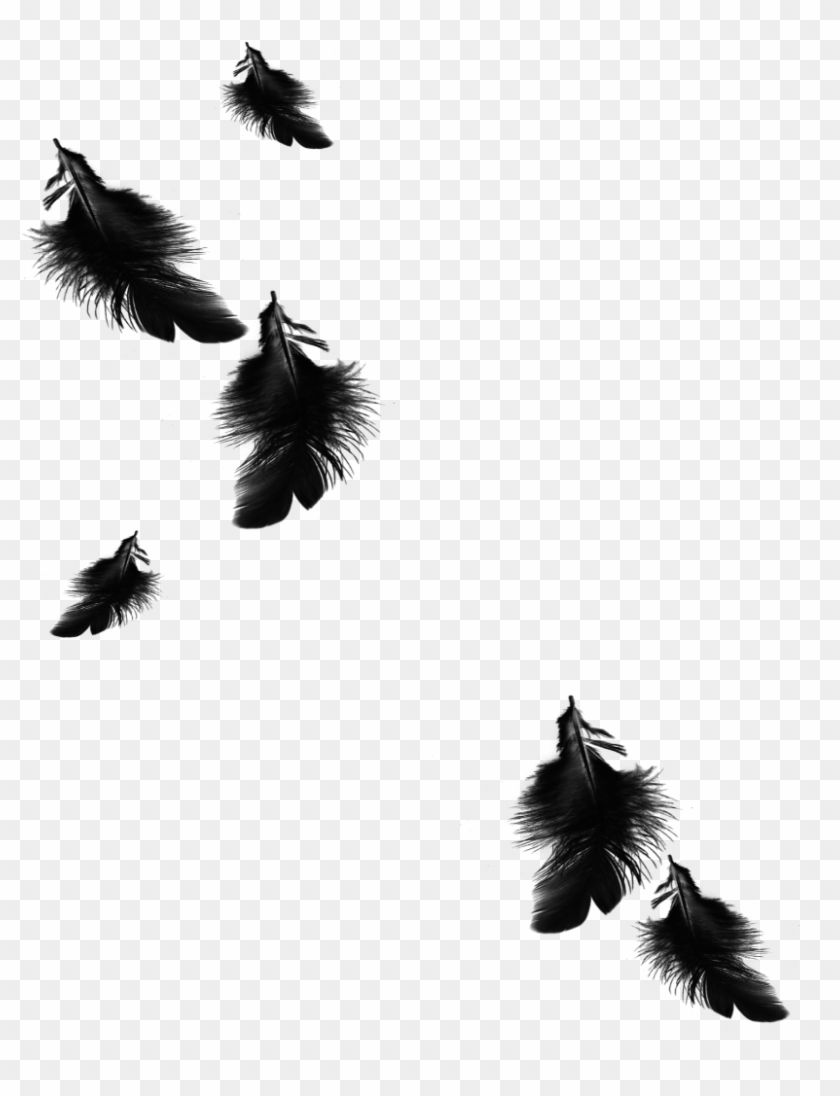 1024 X 1024 4 - Falling Black Feather Transparent #1715575