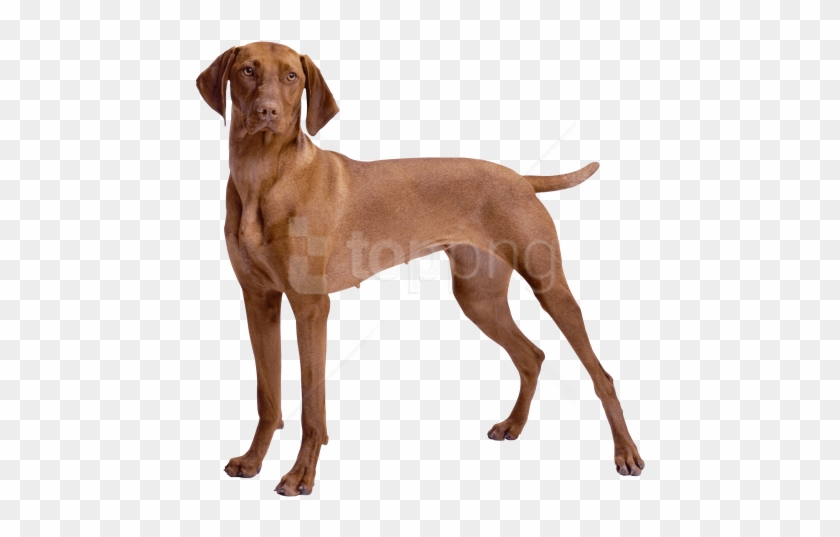 Free Png Download Brown Dog Clipart Png Photo Png Images - Brown Dog #1716475