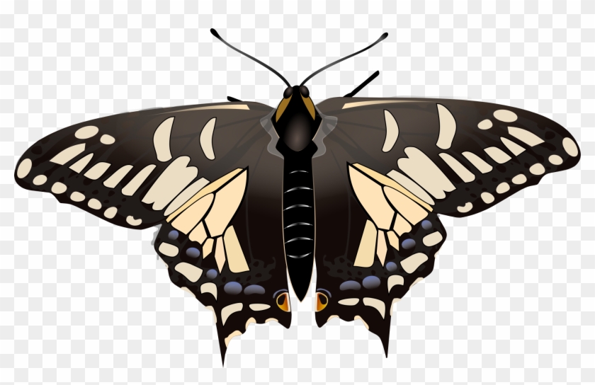 Clip Art Images - Swallowtails #1717198