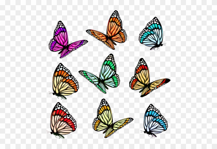 Collection Of Free Butterflies Vector Realistic - Vector Butterfly Illustration #1717204
