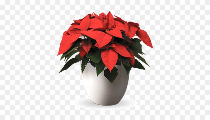 Free Poinsettias Cliparts Download Free Clip Art Free - Poinsettia Plant Png #1717491
