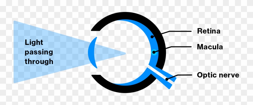 The Anatomy Of The Eye - The Anatomy Of The Eye #1718216