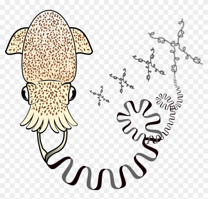 Evolution Of Metazoan Genome Architecture - Illustration #1718248