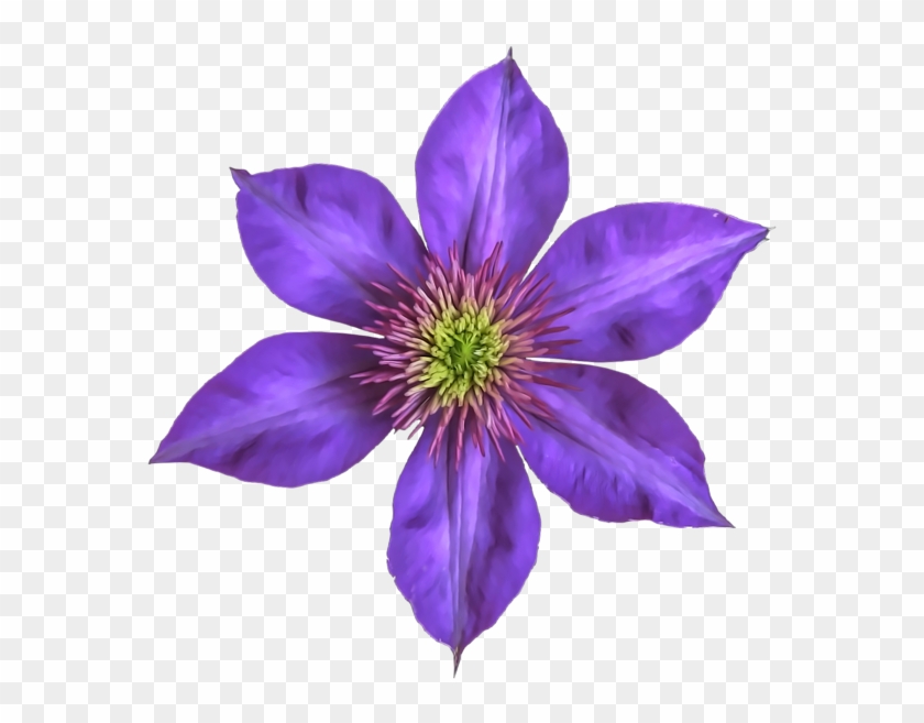 Clematis Flowers Png Free Images - Gentian Family #1718339