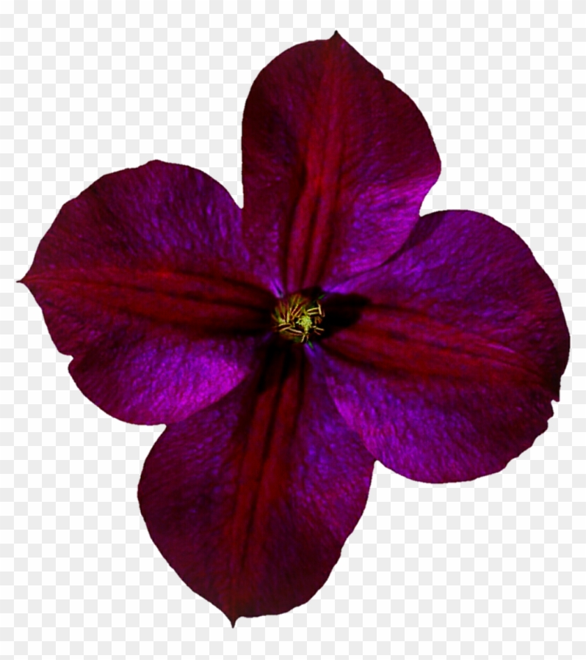 Purple Red Clematis By Jeanicebartzen27 Purple Red - Impatiens #1718341
