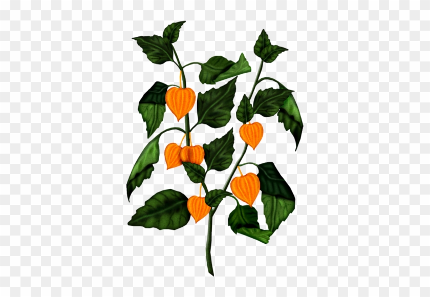 Venus Art Flowers, Flower Art, Venus, Views Album, - Venus Art Flowers, Flower Art, Venus, Views Album, #1719185