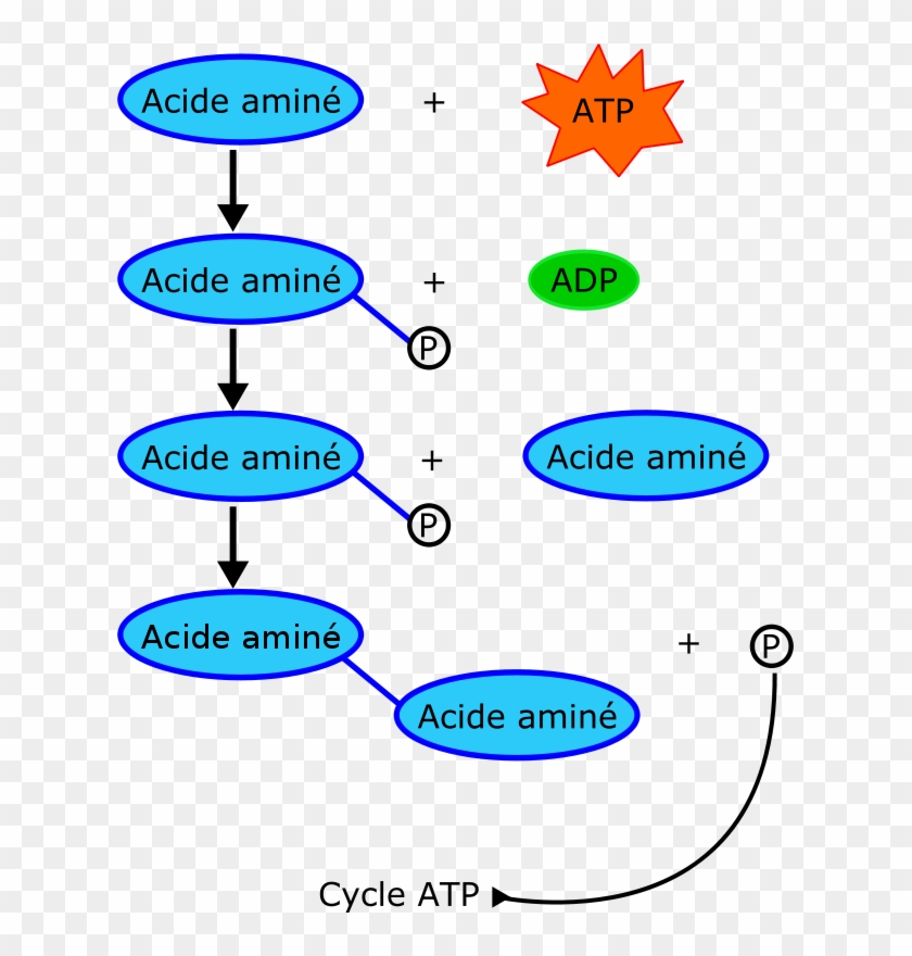 Clip Art Tags - Proteine #1719435