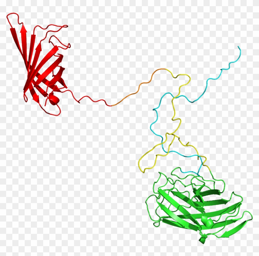 3d Structure Of Our Orthos Protein From Modeller - Illustration #1719750