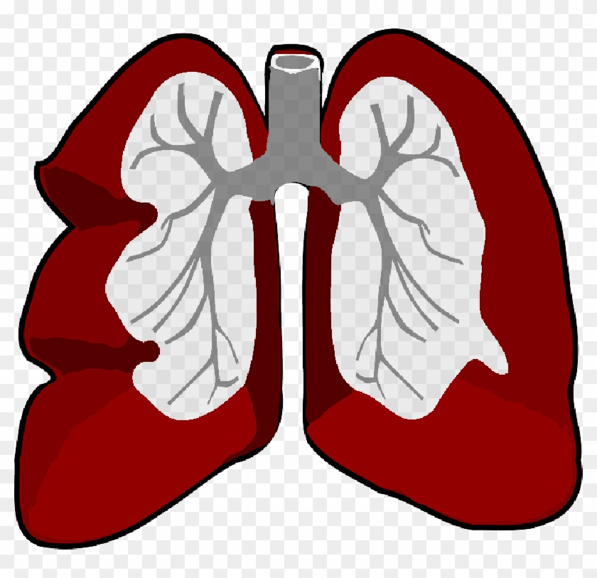 Free Pictures Outline - Lungs Clip Art #1720625