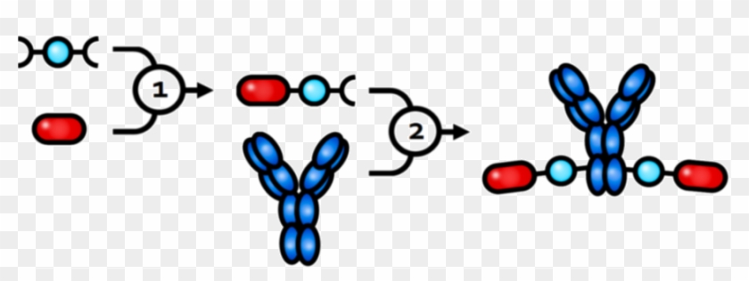 Building An Antibody Drug Conjugate With Lx® Is A Straightforward, - Building An Antibody Drug Conjugate With Lx® Is A Straightforward, #1720640