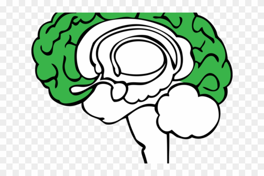 Brain Clipart Plant - Limbic System Clipart #1721820