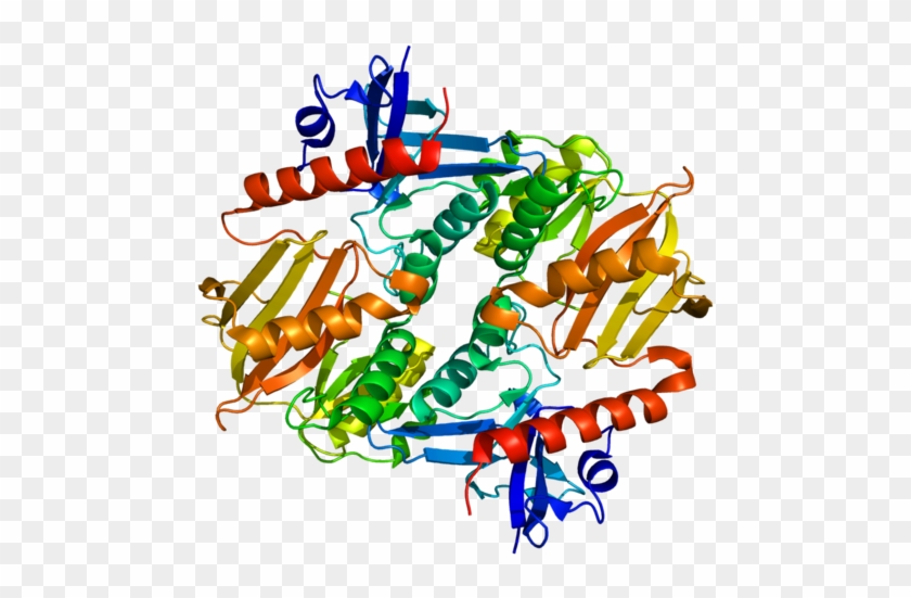 Synapsin - Synapsin Protein #1722039