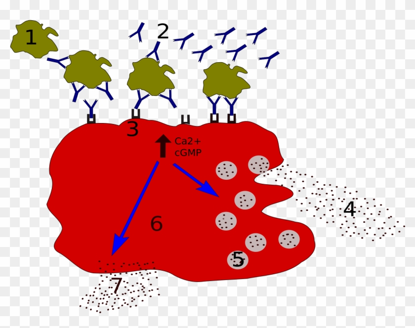 Allergy Degranulation Processes - Calcium Channels And Mast Cells #1722755