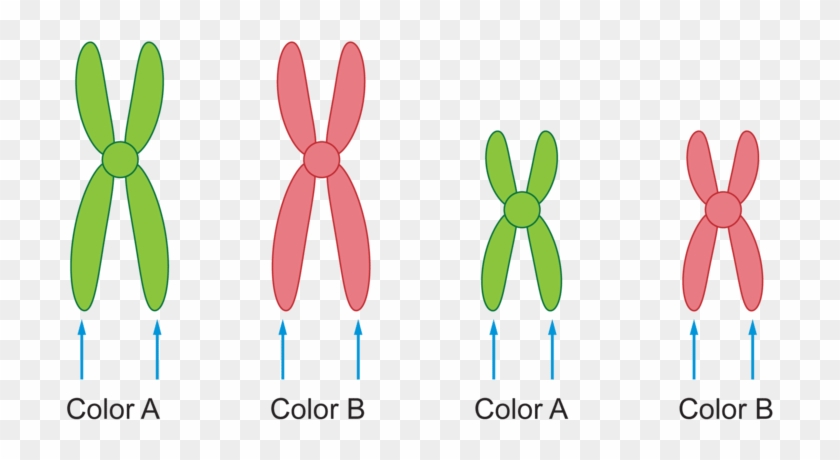 800 X 431 2 - Do You Draw A Chromosome #1723304