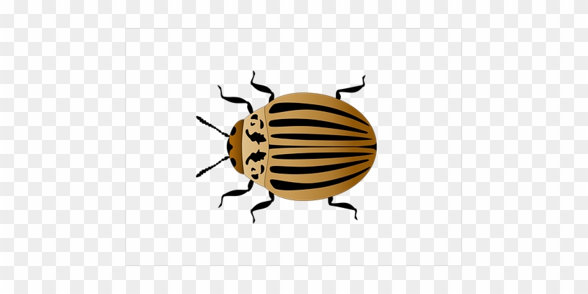 Colorado Potato Beetle, Insect, Vector - Ladybird Beetle #1723432