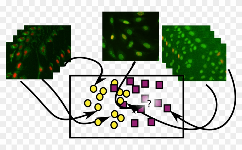 Recognition Of An Organelle - Recognition Of An Organelle #1724130