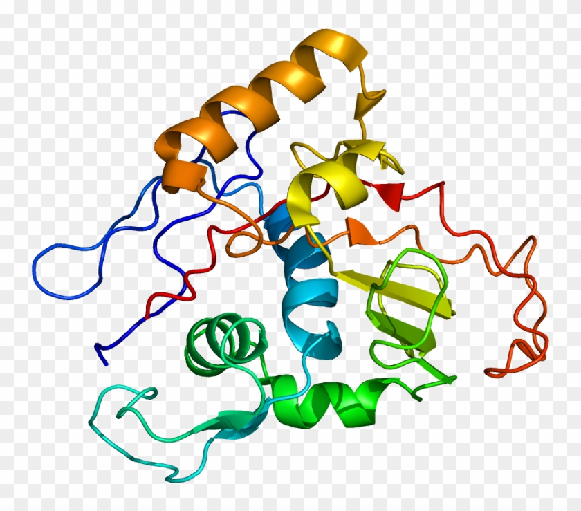 Atpase, Na /k Transporting, Alpha - Na K Atpase Alfa Subunit #1724654