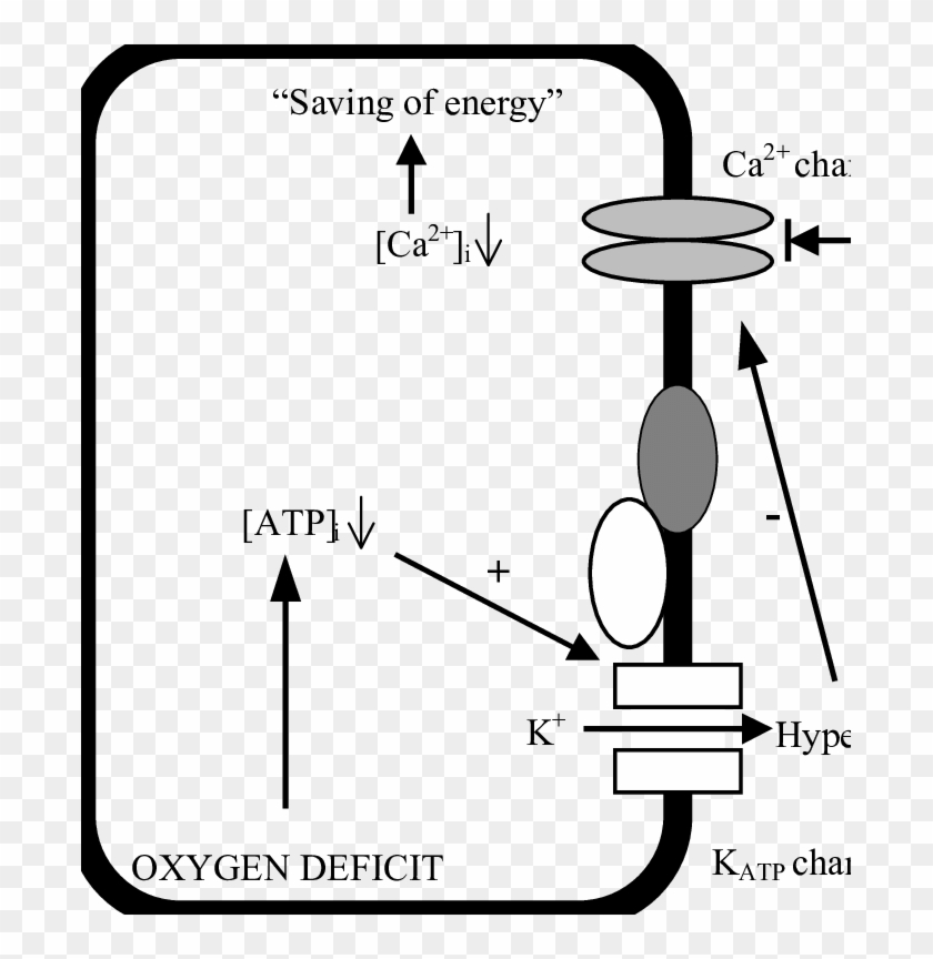 Mechanisms Occurring After Opening Of K Atp Channels - Diagram #1724658