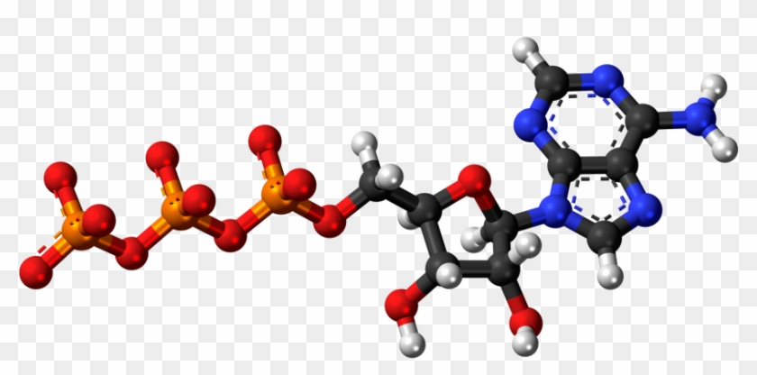 Adenosine Triphosphate Analysis Service - Dna Structure 3d Png #1724664