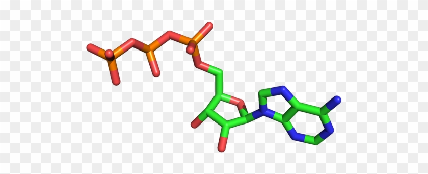 Hydrolysis Of Atp Is Used To Drive Conformational Changes - Hydrolysis Of Atp Is Used To Drive Conformational Changes #1724679