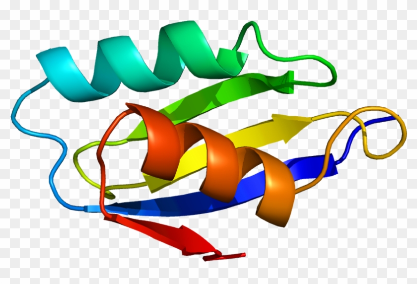 Atp7a - Wilson's Disease Protein #1724705
