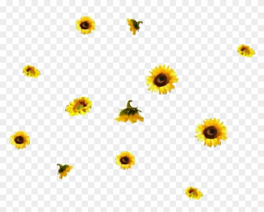 #flores #flor #girasol #girasoles #overlay #overlays - Aesthetic Sunflower Transparent Background #1724732