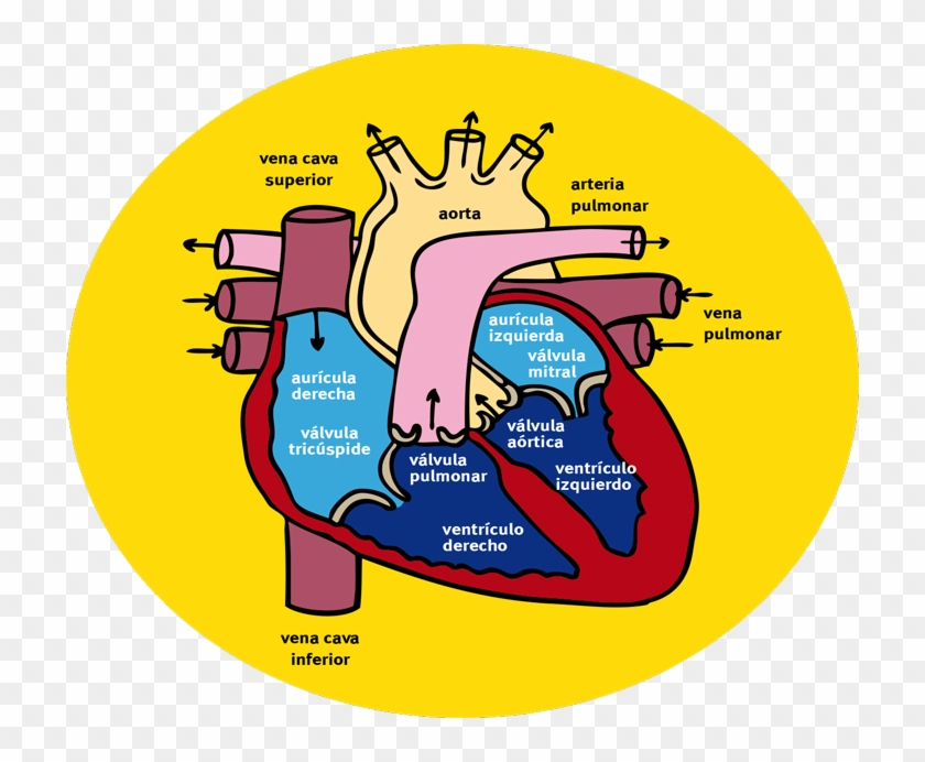 ¿cómo Circula La Sangre A Través Del Corazón Y Los - Camino Recorre El Jarabe Hasta Llegar #1724886