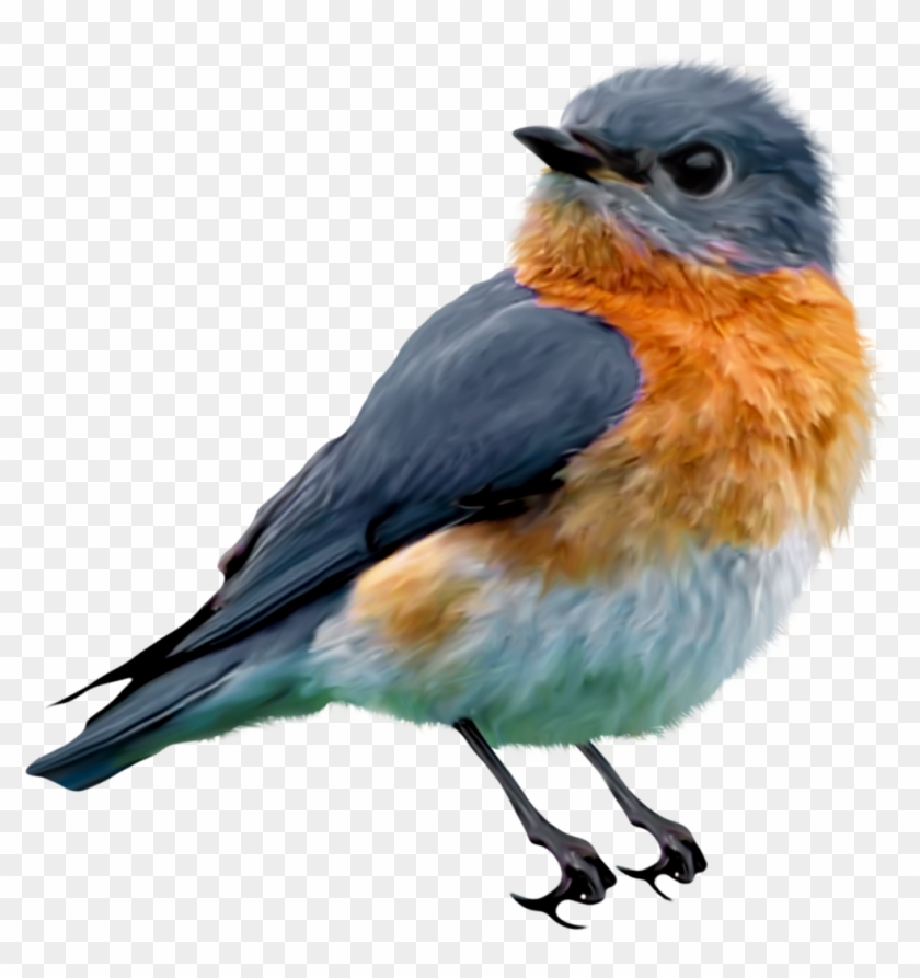 Bird Theme - Songbird Drawing #1725596