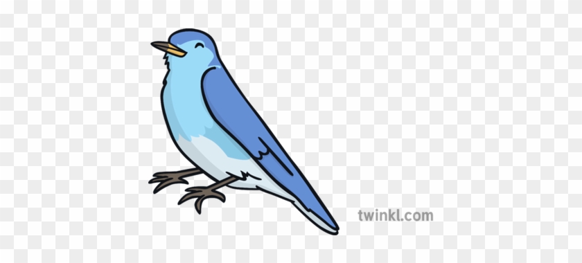 Blue Bird - Mountain Bluebird #1725602