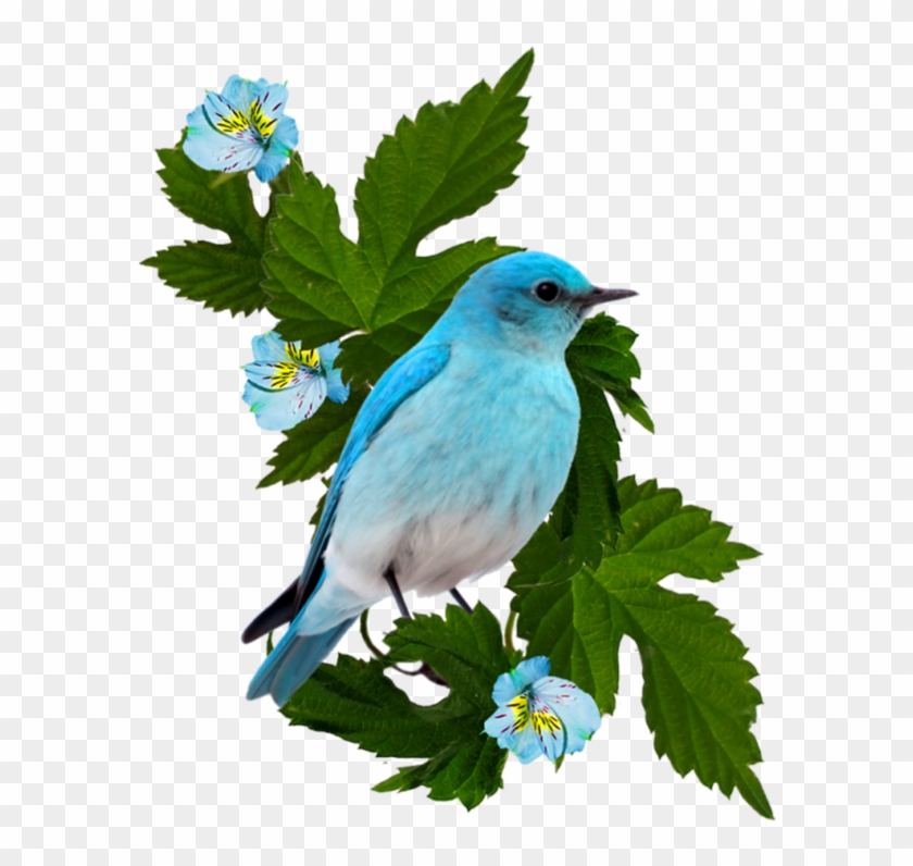 Фотки Bird Cage, Blue Bird, Bird Crafts, Picture Frames, - Portable Network Graphics #1725603